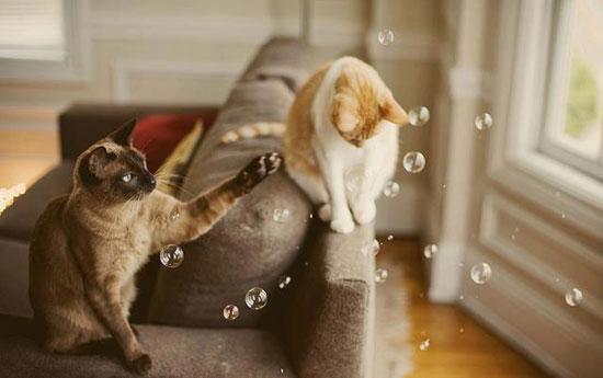 Wenn Katzen die Seifenblasen für sich entdecken...