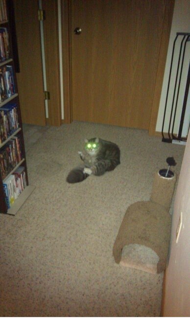 Bruce meiner Alien Cat