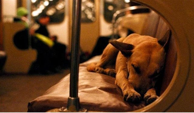 Moskau Wild Dogs Fahrt Subways Um City Center