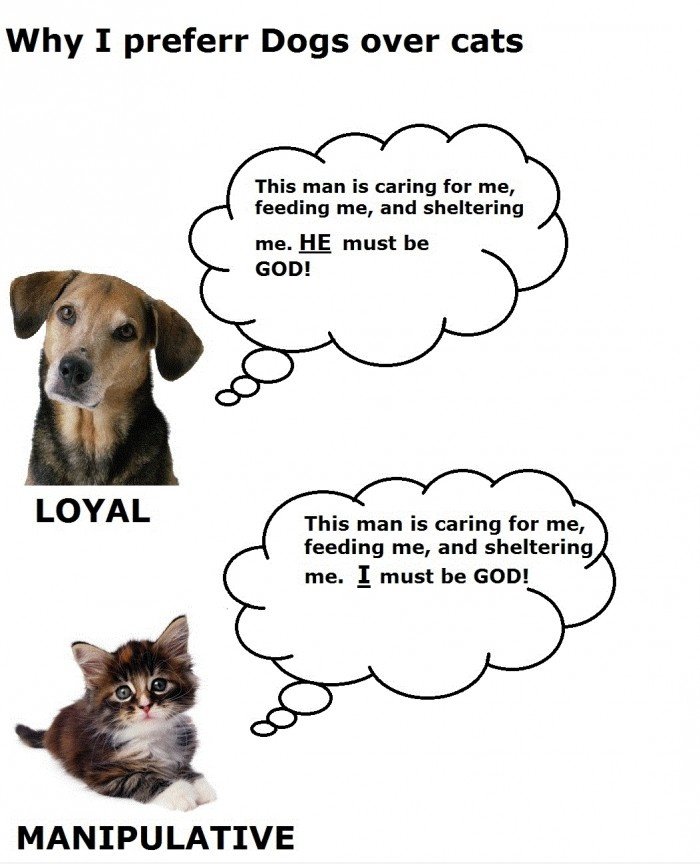Unterschied zwischen Katzen und Hunde