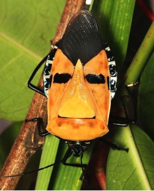 Elvis Gesicht Bug