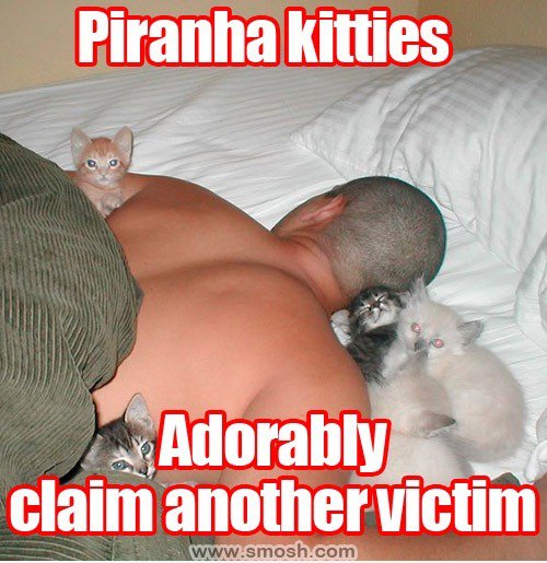 Piranha kitties