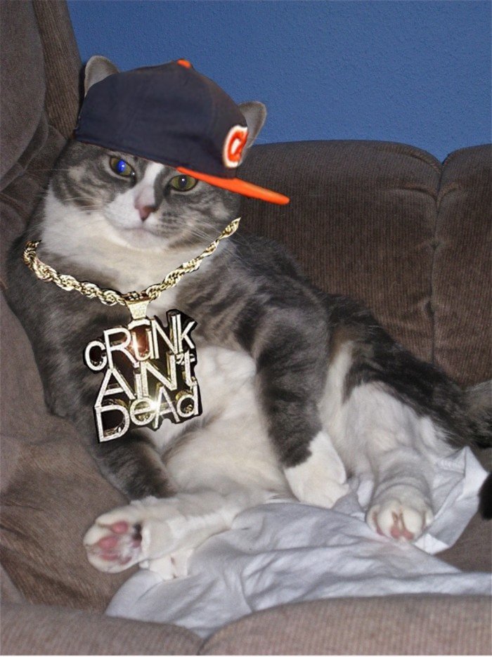 Gangster Cat
