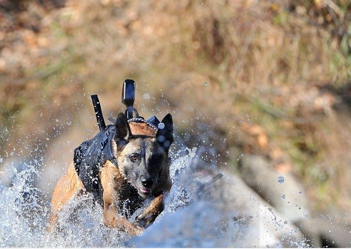 Navy SEAL Hund mit Titan Zähne. Wo ist dein Gott jetzt?