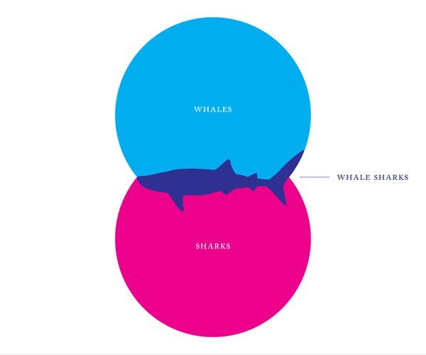 Whales / Sharks
