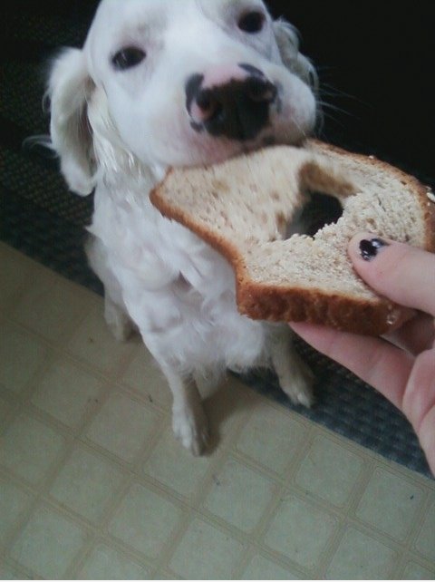 Dies ist Zippy. Er NOMs Brot ...