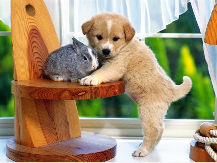 Nettes Kaninchen & Hund