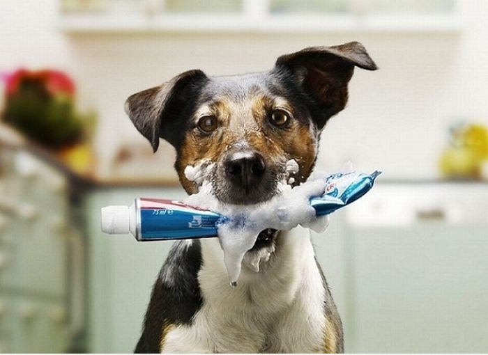Ich weiß, wie meine Zähne zu putzen!
