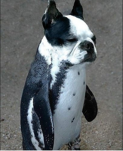 Dog Penguin