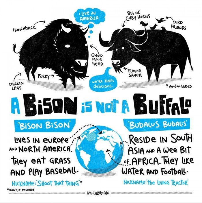 Ein Bison ist kein Buffalo