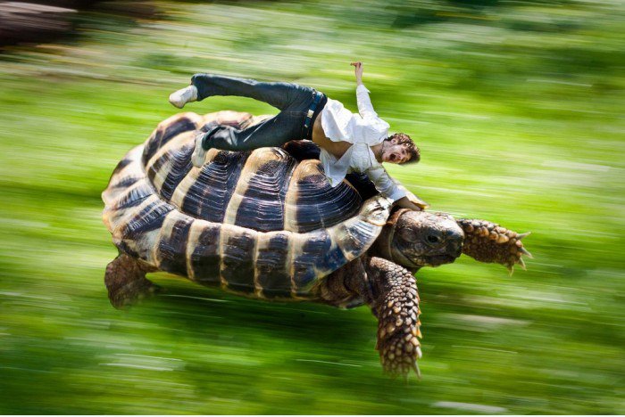 Wer hat gesagt, Schildkröte kann nicht laufen?