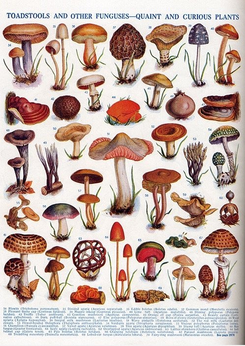 Diagramm der Pilze
