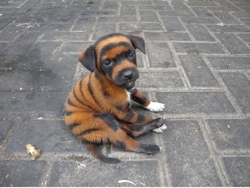 Tiger Dog?