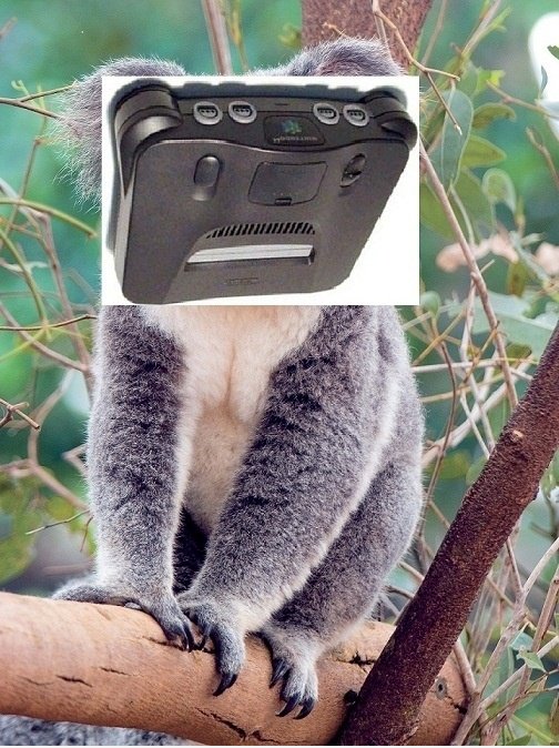 N64 Koala Bear