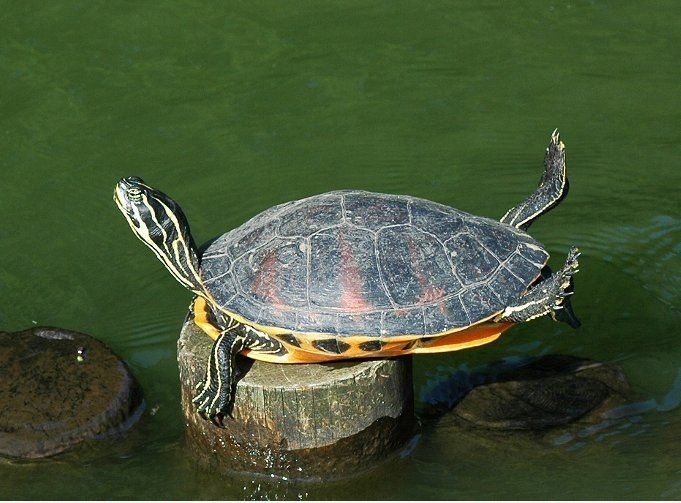 Stretching Turtle