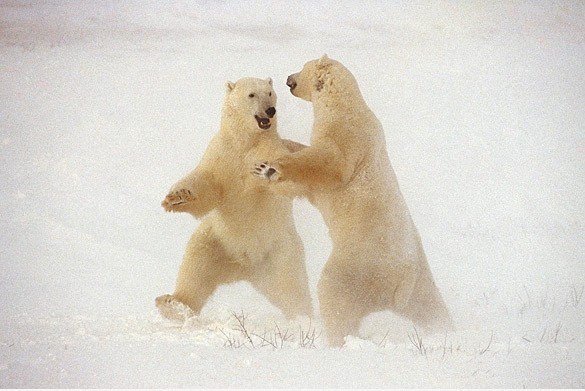 Tanzen Polar Bears