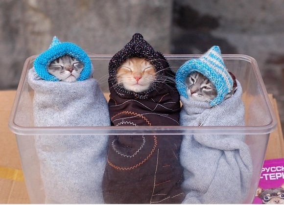 3 Kitties