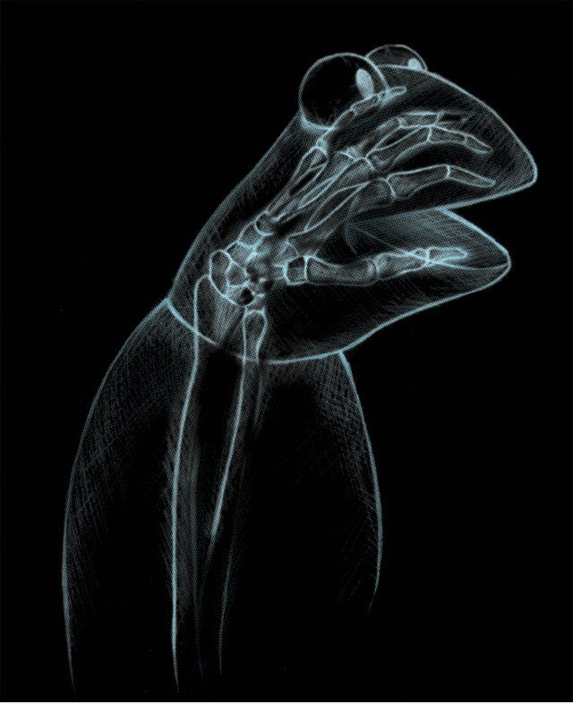 X-Ray von Kermit the Frog