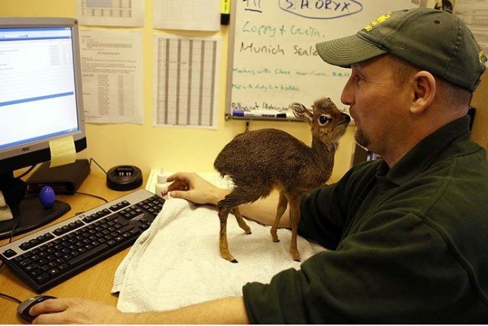 Little Deer auf Ihrem Desktop