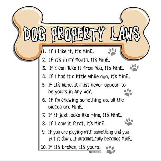 Dog Eigentums-Gesetze