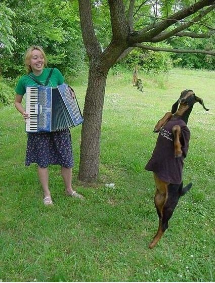 Una acordeonista y una cabra con camiseta, típico