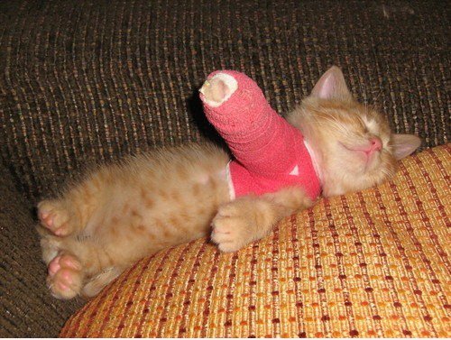 Kitty mit einem gebrochenen Arm
