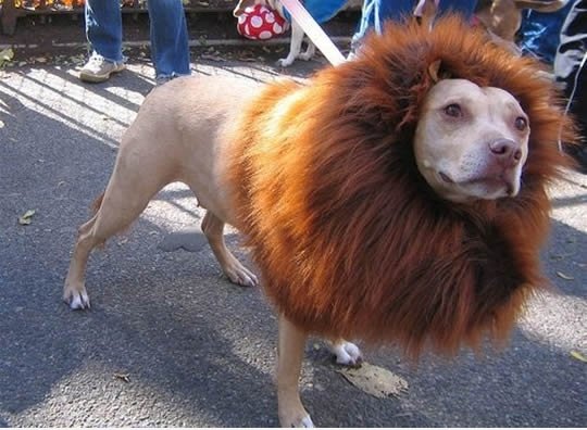 Hund oder Lion