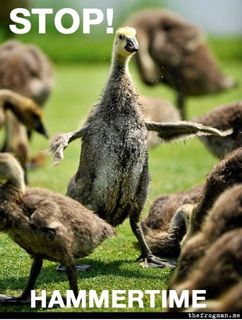 Baby Goose Likes zu tanzen!