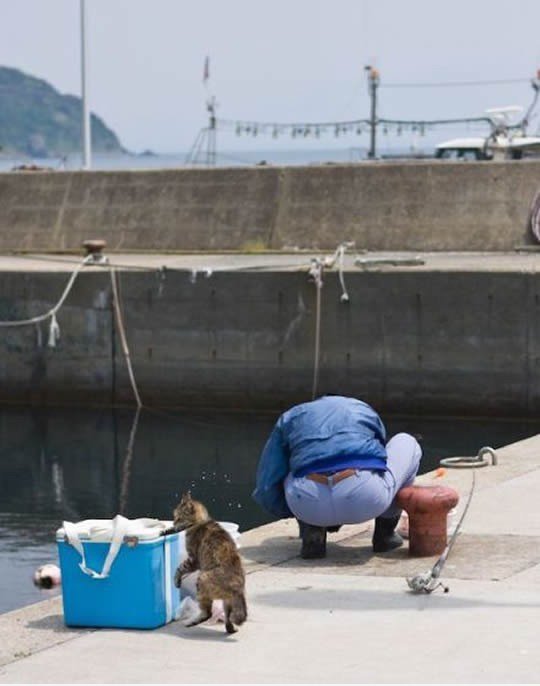 Smart Cat Fishing