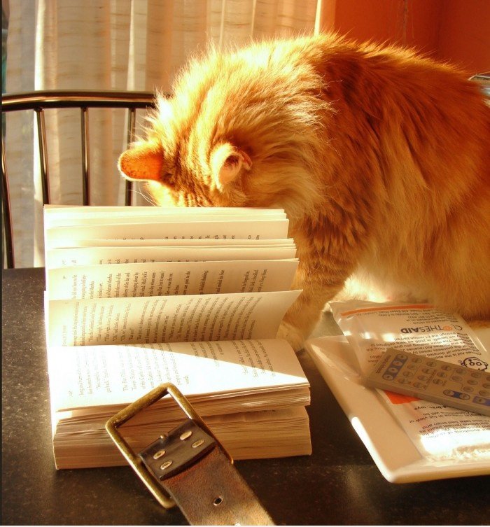 Lesen Cat