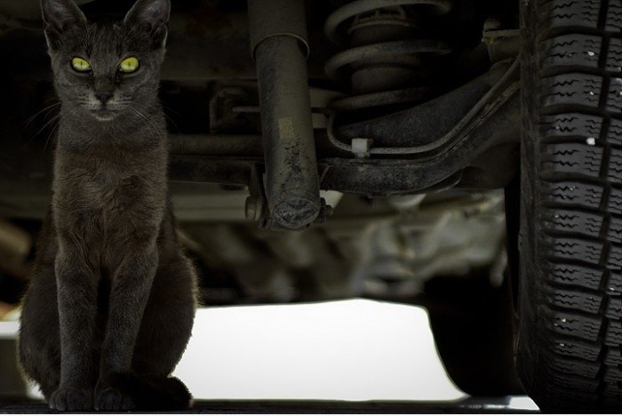 Die Katze unter dem Auto