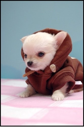 Puppy Skywalker