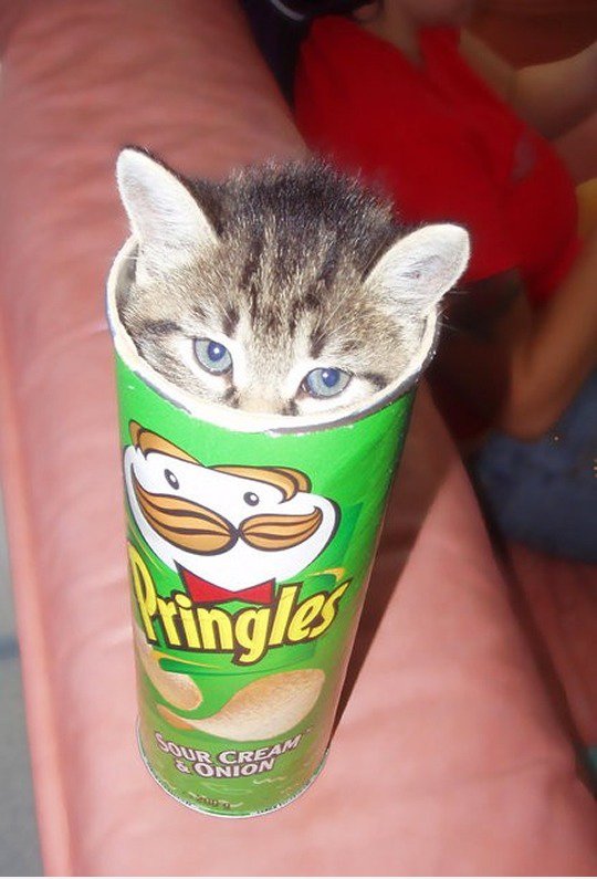 Pringles Cat