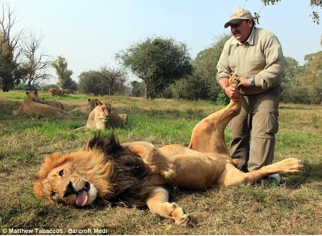 The Lion Massager