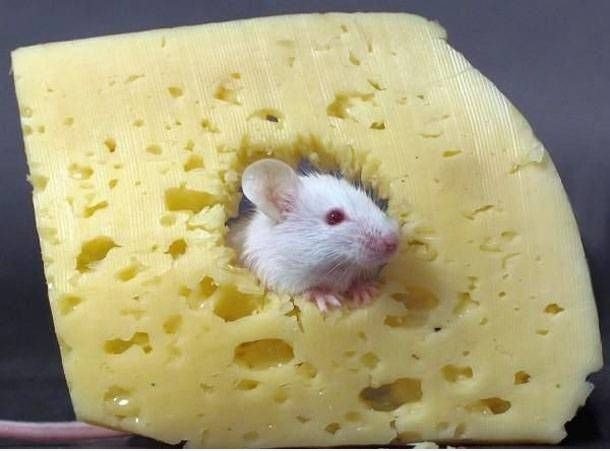 Wo ist mein Käse
