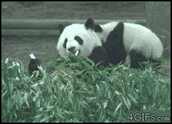 pandapower