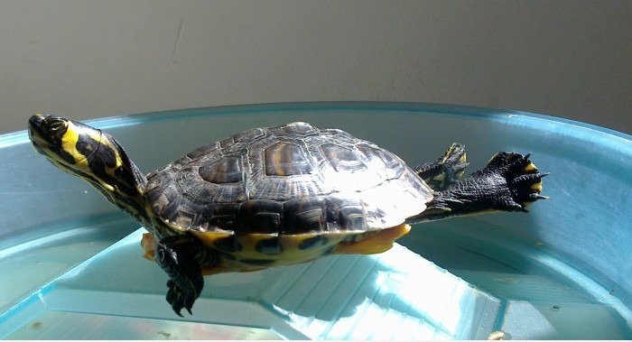 Stretching Schildkröte