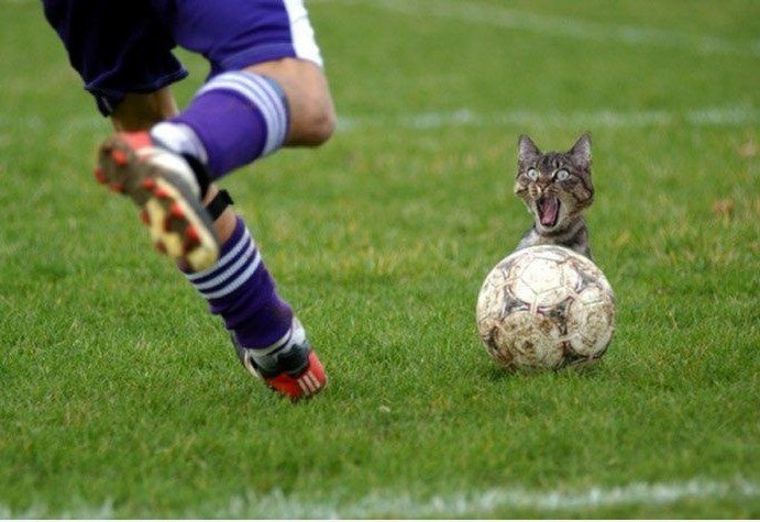 Fussball Cat!