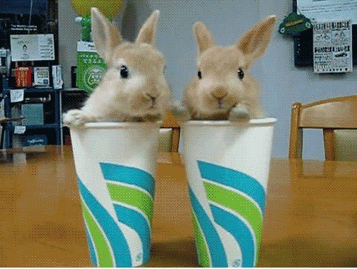 Fertig trinken Ihre Kaninchen!