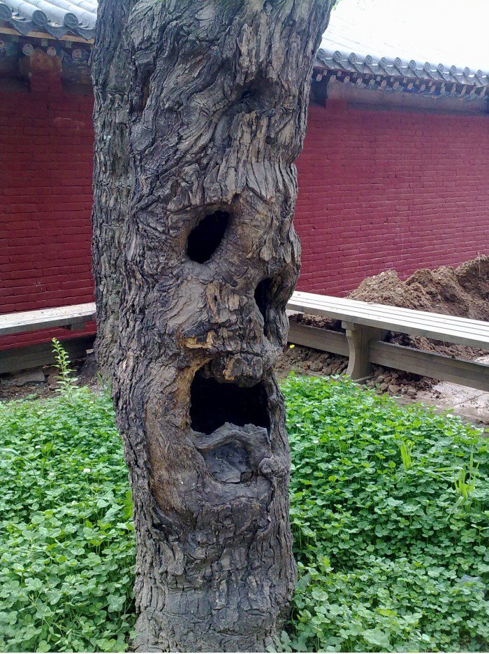 Dieser Baum ist nicht glücklich