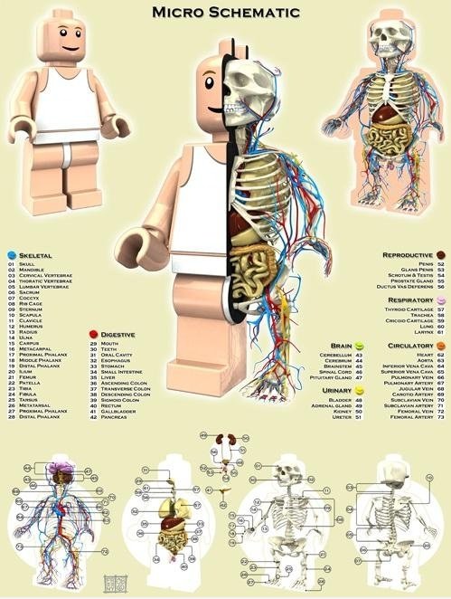 Legoman Anatomy