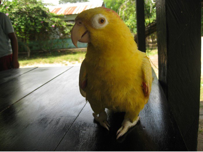 Echte Yellow Parrot