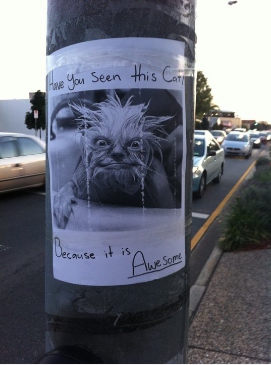 Hast du diese Katze gesehen?