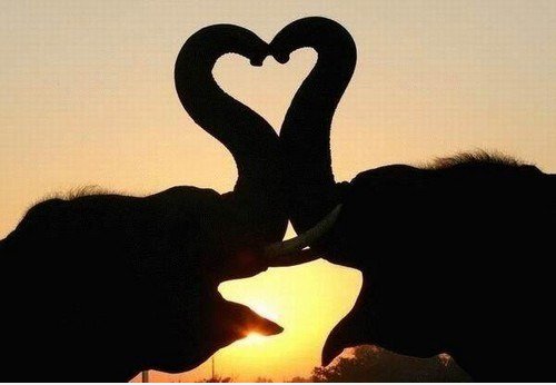 Elephant Love.