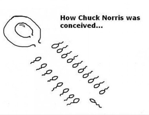 Chuck Norris - Die Konzeption