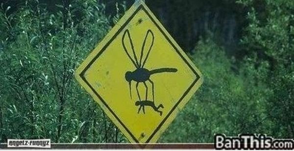 Warning: Giant Mosquito
