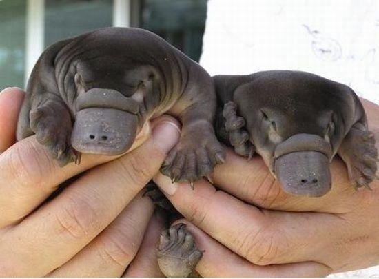 Baby Platypuses