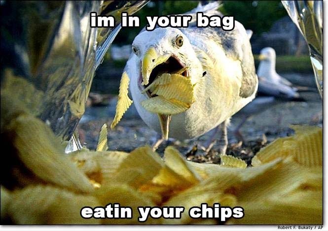 Essen Sie Chips