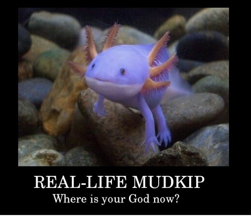 Real-life Mudkip
