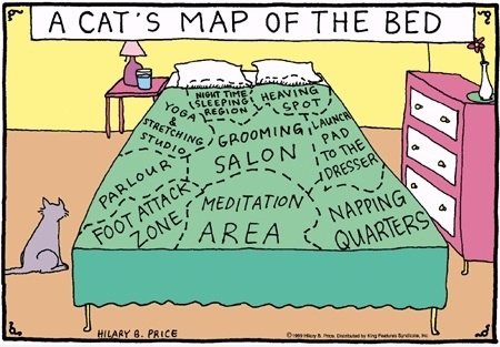 Eine Katze Karte der Bed